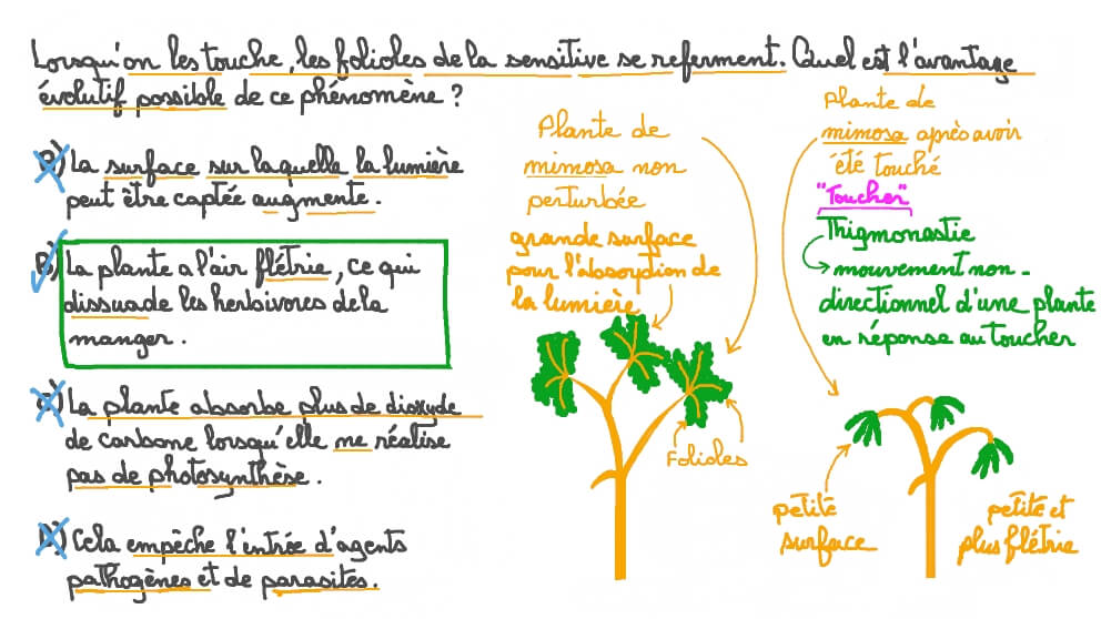 Suggérer un avantage évolutif de la réponse au toucher de la sensitive