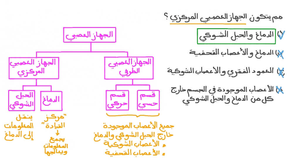 تحديد مكونات الجهاز العصبي المركزي