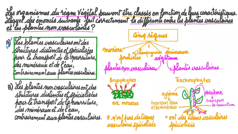 Faire la différence entre les plantes vasculaires et non vasculaires