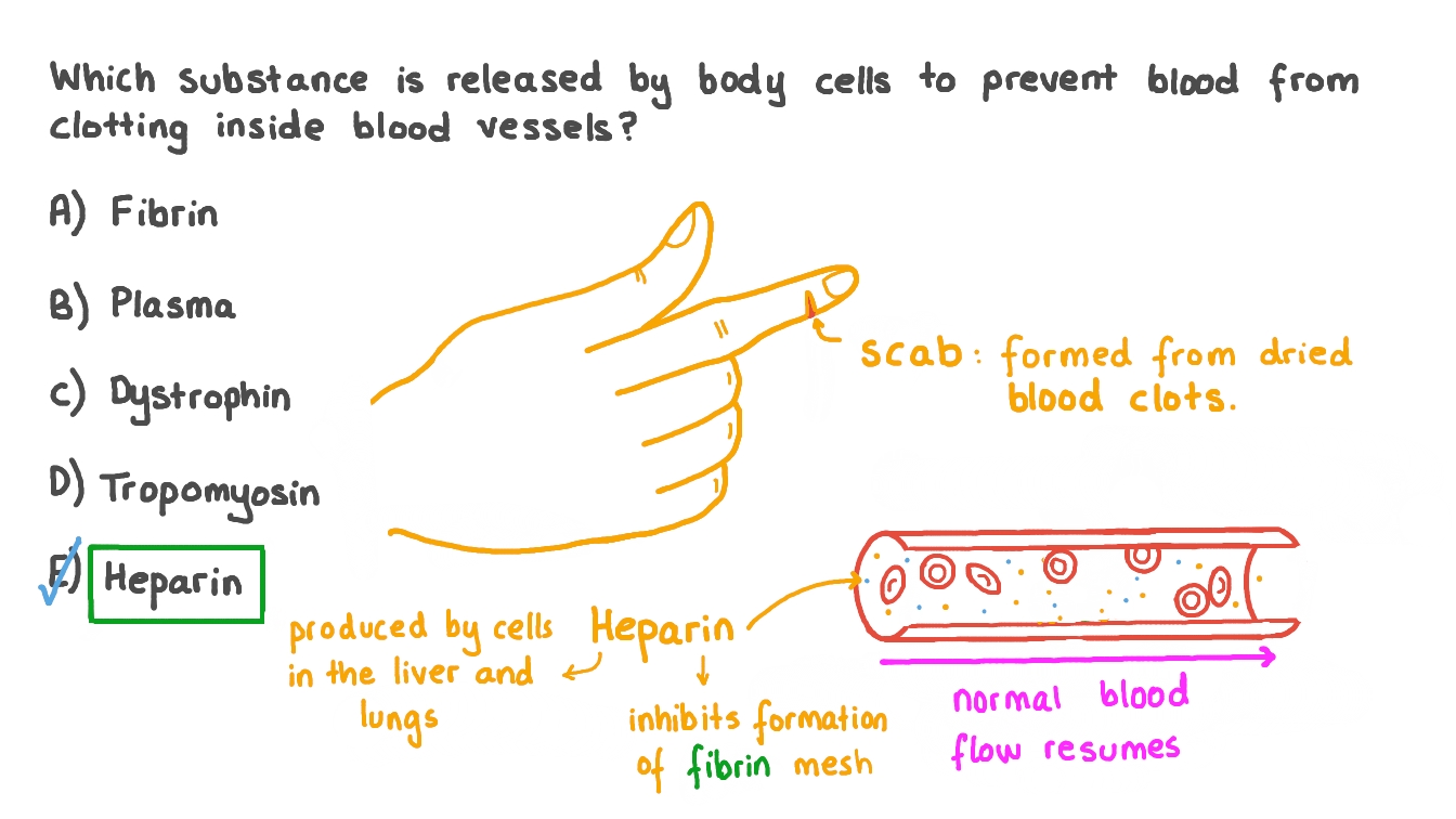 Question Video Recalling the Substance Released to Prevent Blood