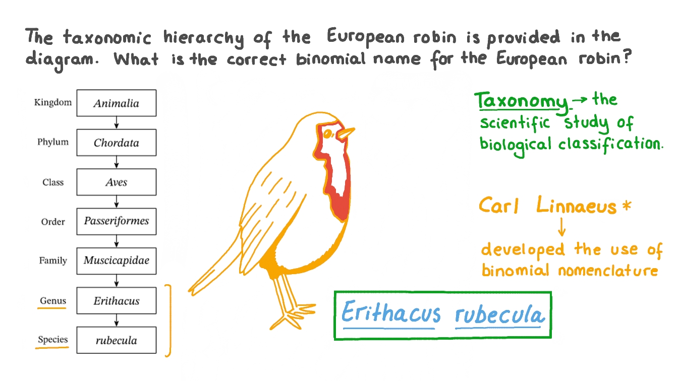 Question Video Determining The Binomial Name Of A Robin Nagwa