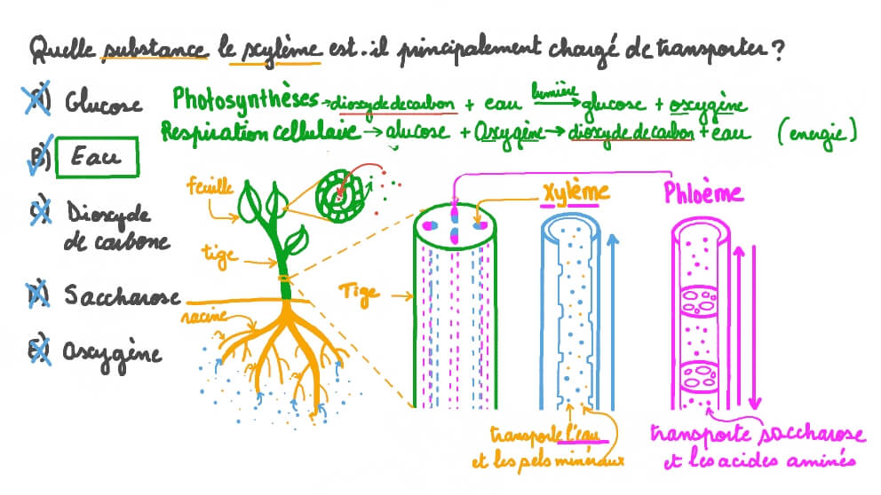 Phloème Et Xylème Dans Le Céleri Xylème — Wikipédia — free download