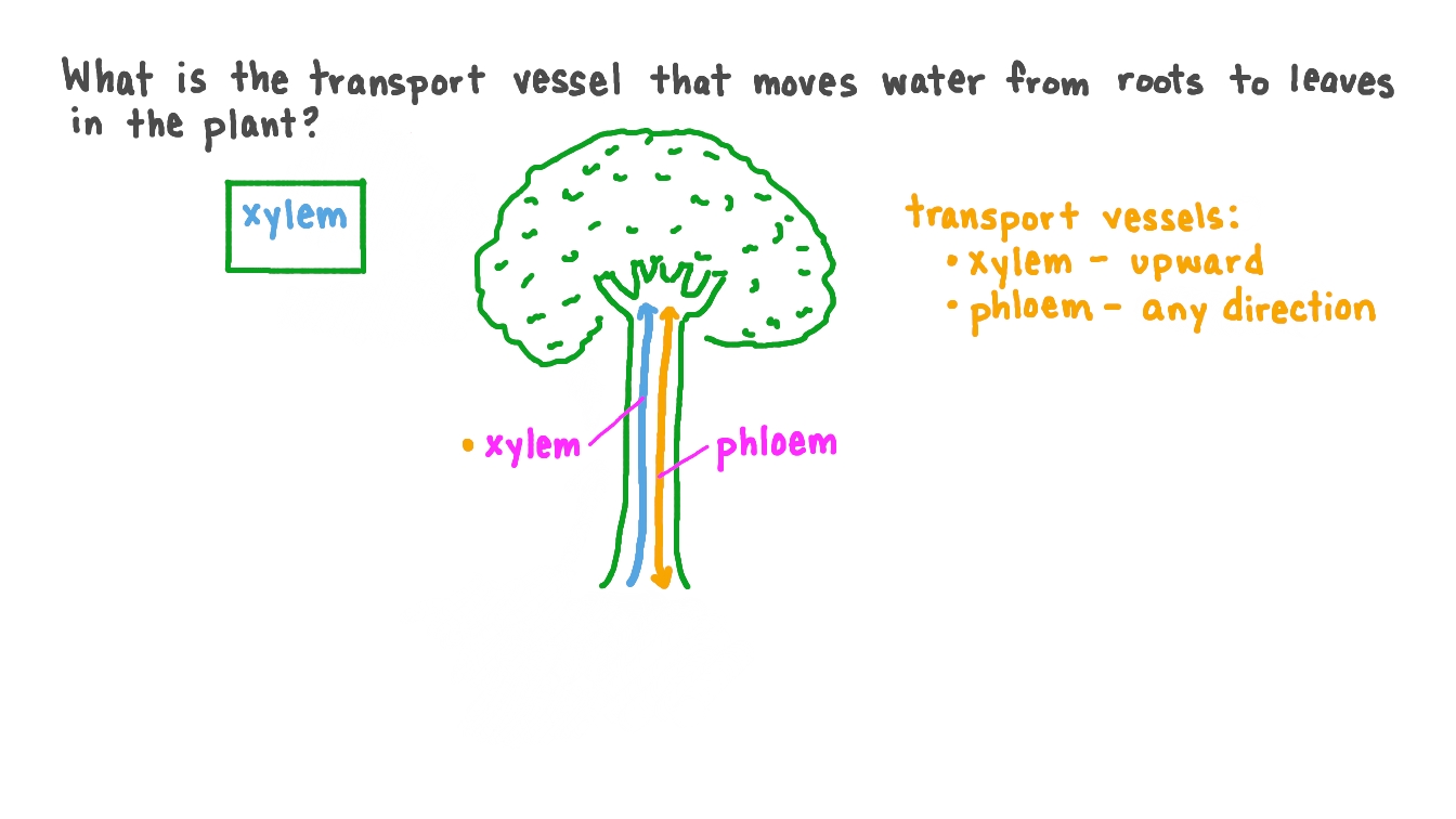 Identifying the Vessel That Moves Water from Roots to Leaves