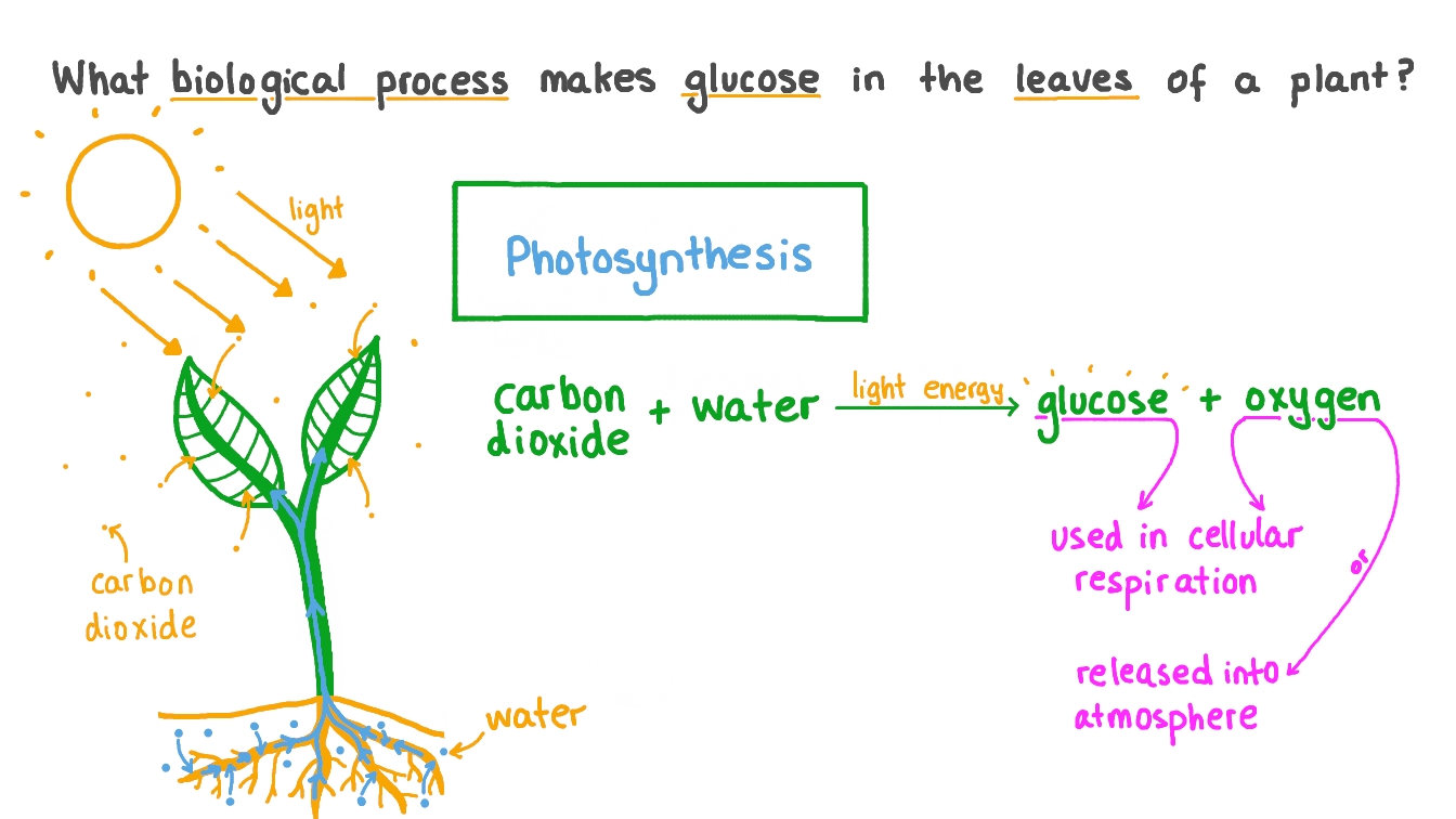 Question Video Recalling The Biological Process That Produces Glucose 