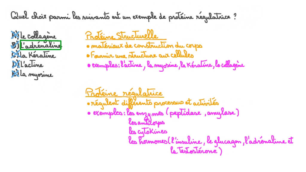 Rappeler quelques exemples de protéines régulatrices