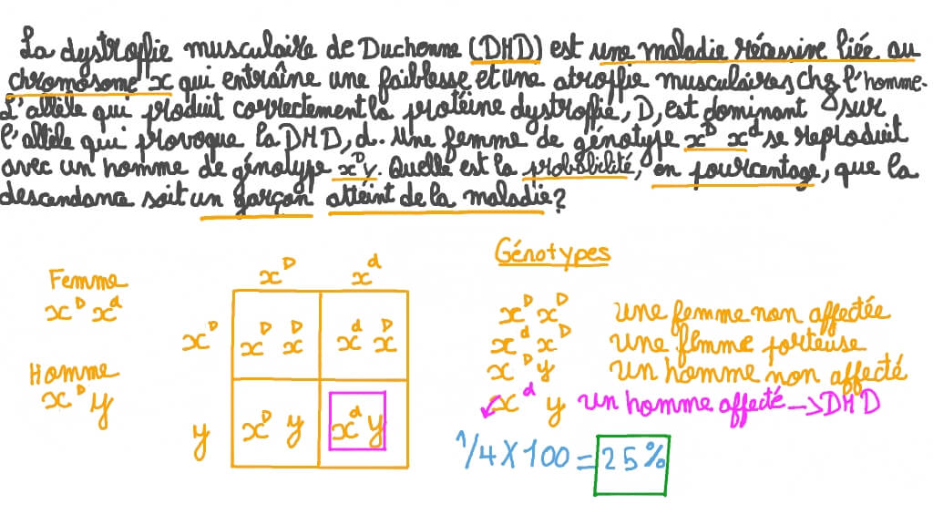 Déterminer la probabilité de maladie dans les caractères liés au chromosome X