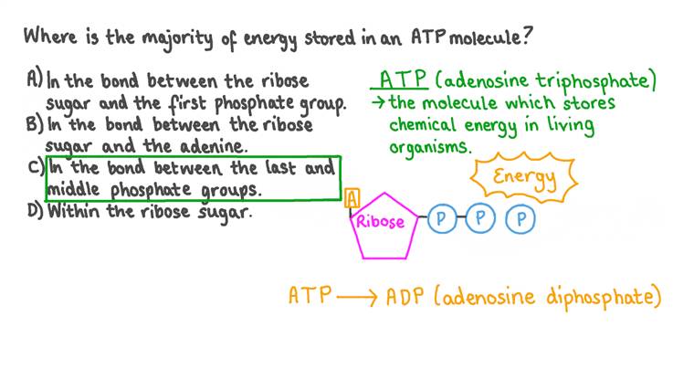 Atp Is An Important Molecule Because
