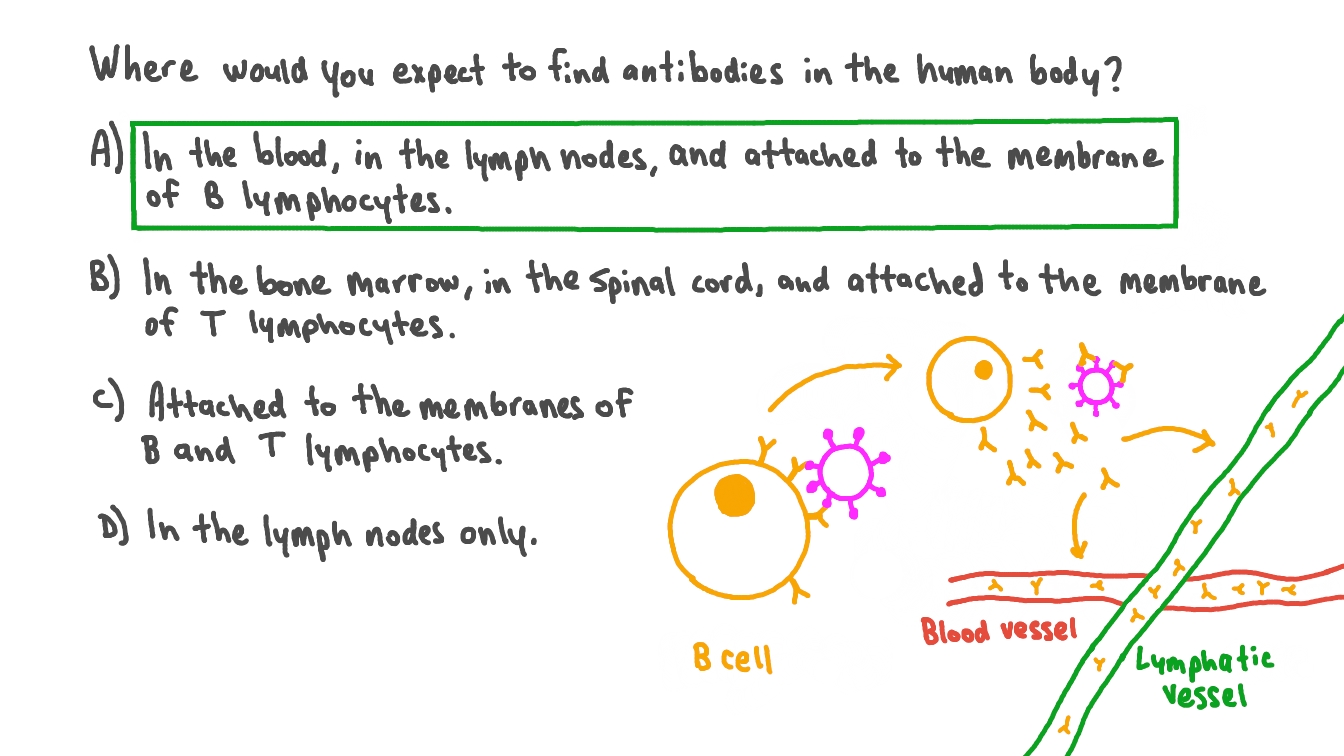 Question Video Recalling Where Antibodies are Found in the Human Body