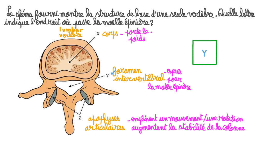 Reconnaître les structures d’une vertèbre