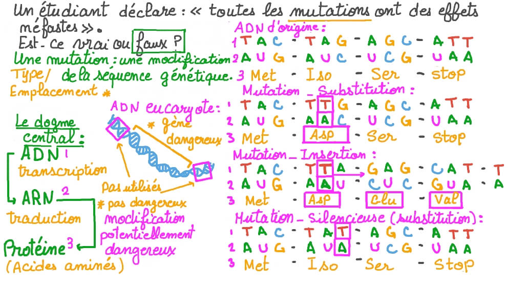 Évaluer ce qu’affirme un étudiant sur les effets des mutations