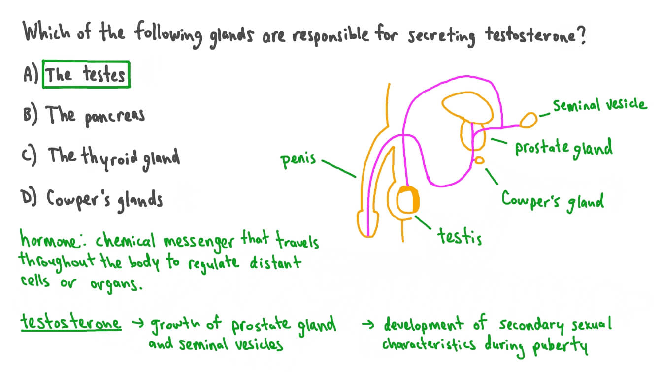 Naming the Glands That Are Responsible for Secreting Testosterone