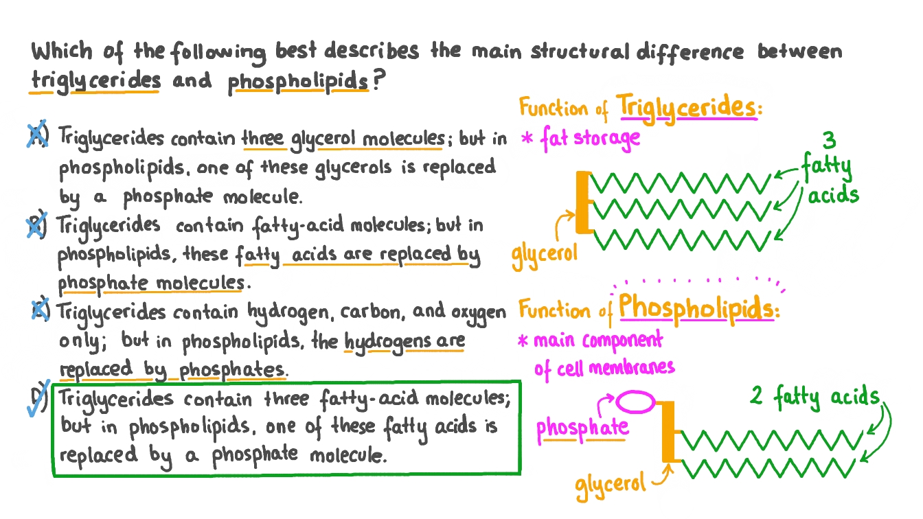 Question Video Describing The Structural Differences Between 