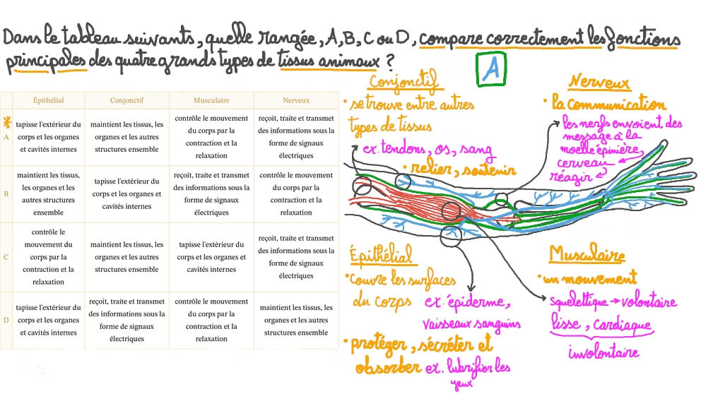Décrire les types de tissus présents dans le corps humain