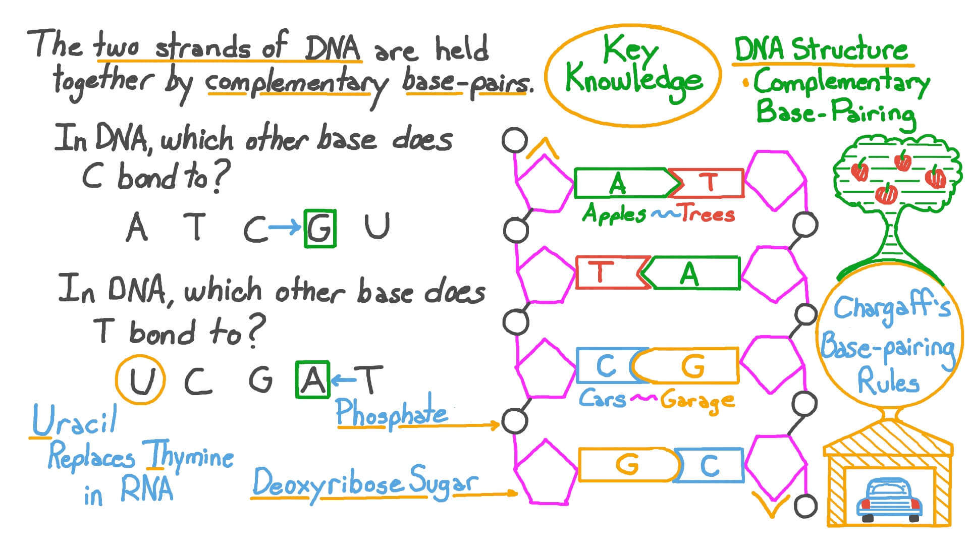 Dna Base Pairing Worksheet Structure Of Dna Teaching Resources