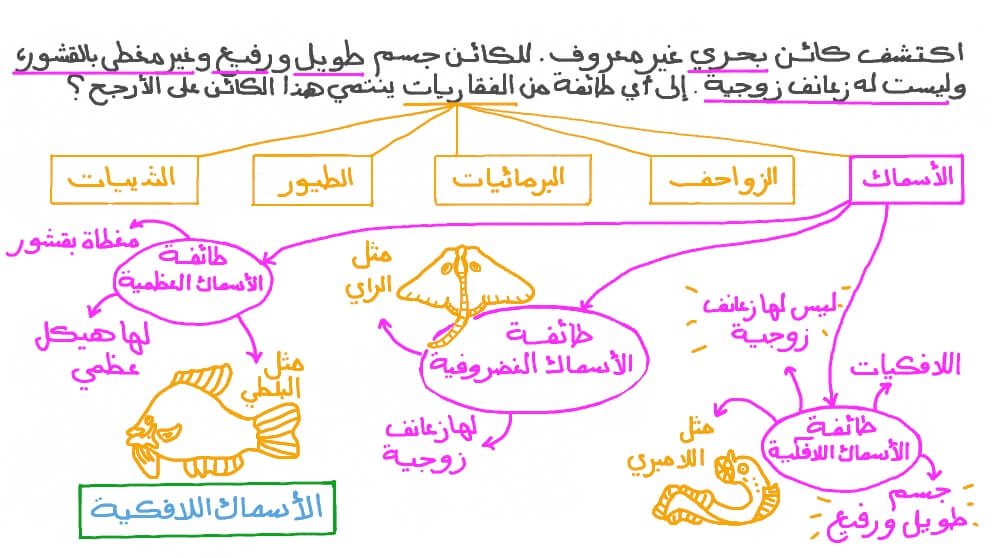 تصنيف الكائنات الحية إلى طوائف بناء على خواص معطاة