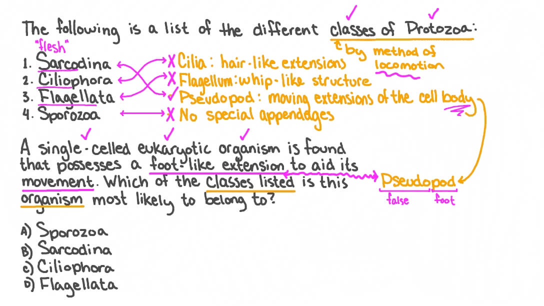 Classifying an Organism into a Class of Protozoa