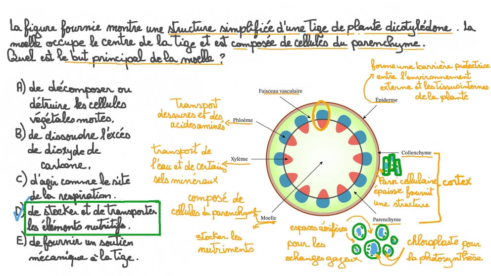 Décrire la fonction de la moelle