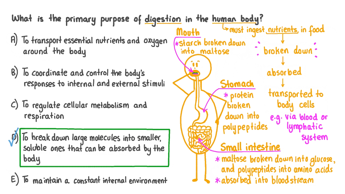Question Video Recalling The Purpose Of Digestion Nagwa