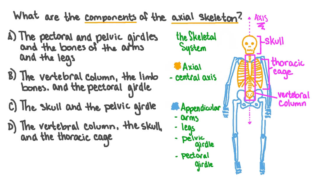 Recalling the Components of the Axial Skeleton