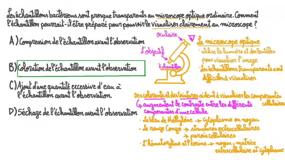 Préparer des échantillons bactériens à observer au microscope optique