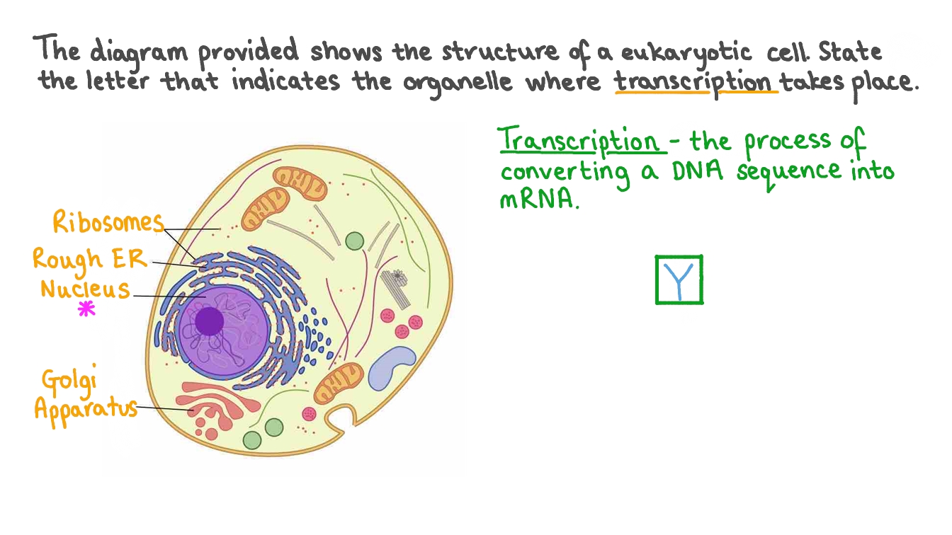 Question Video Identifying The Organelle Where Transcription Takes 