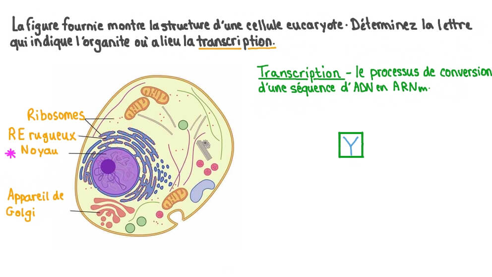 Identifier l'organite où a lieu la transcription dans un schéma d'une cellule eucaryote