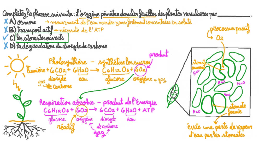 Structure De La Plante Comment Est La Structure De La Feuille D'une