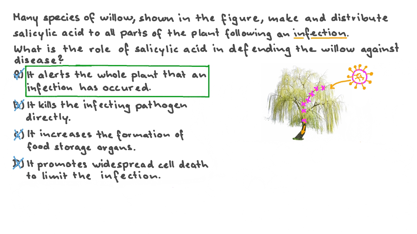 Describing the Role of Salicylic Acid as a Chemical Defense Method