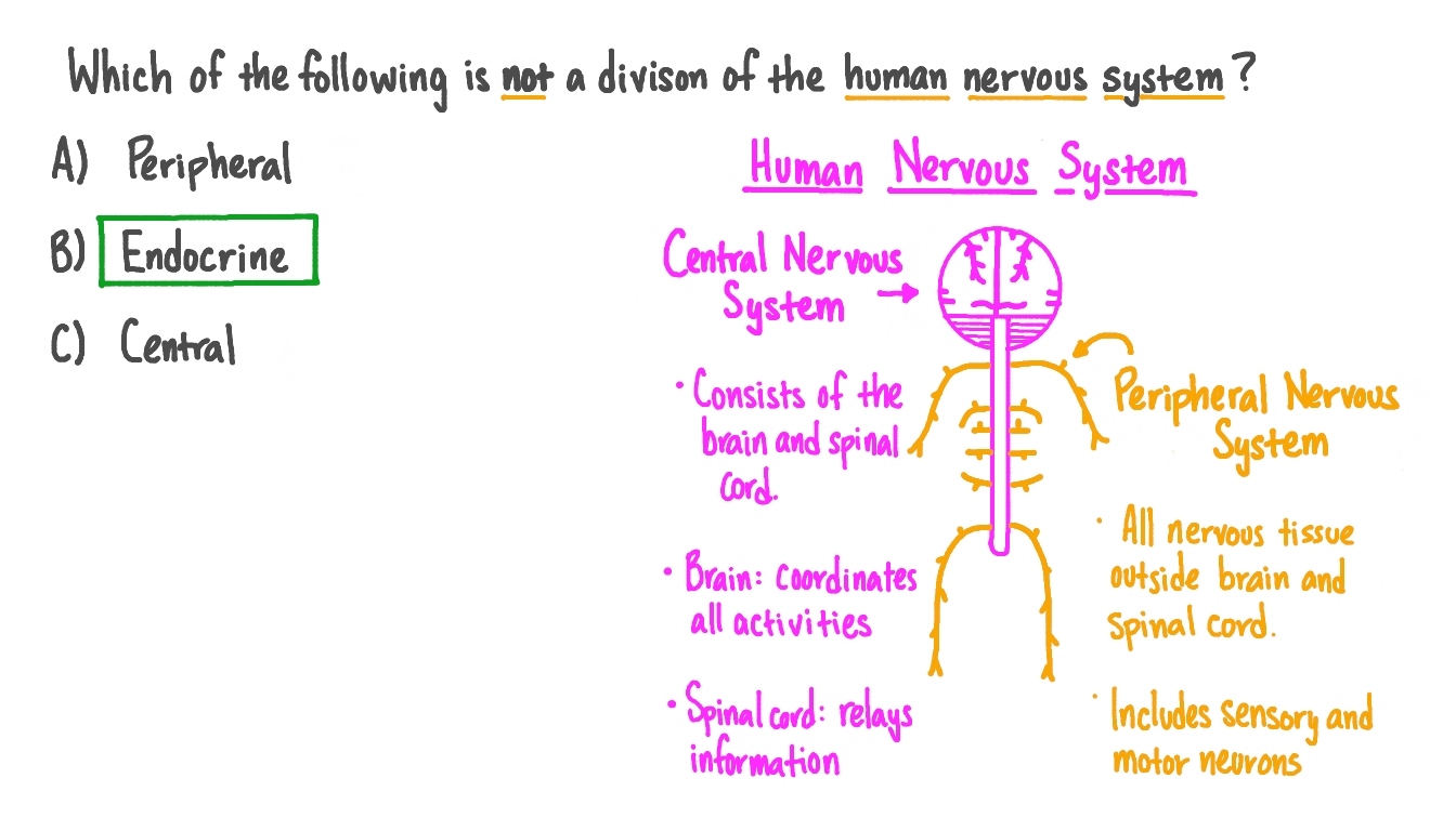 question-video-stating-the-two-major-divisions-of-the-human-nervous