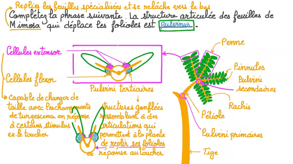 Identification de la structure articulée des feuilles de Mimosa