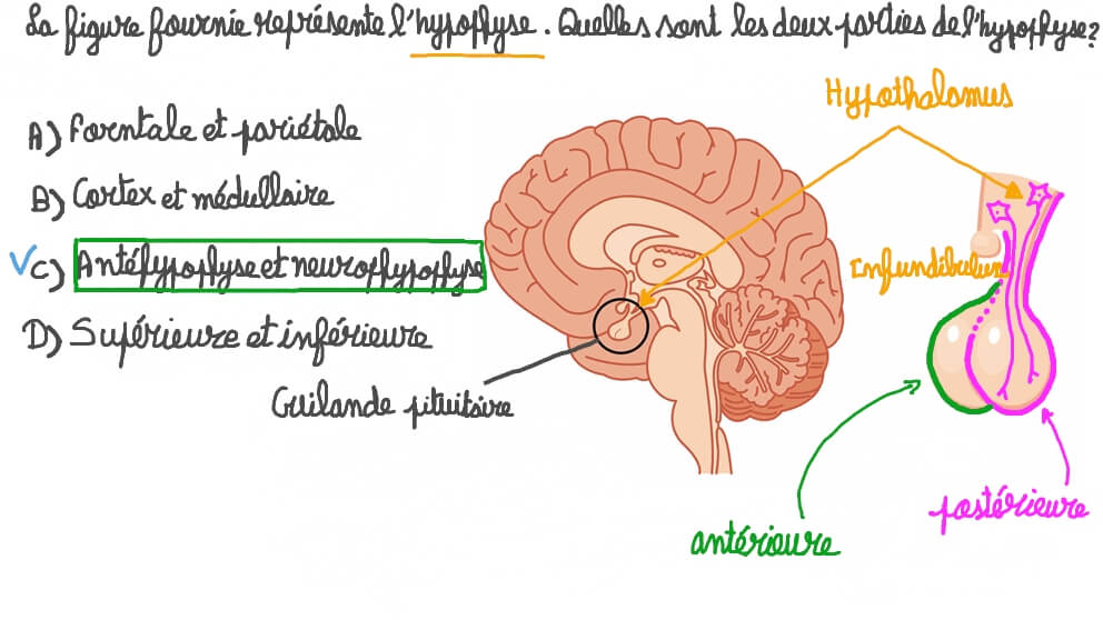 Indiquer les deux régions de l’hypophyse