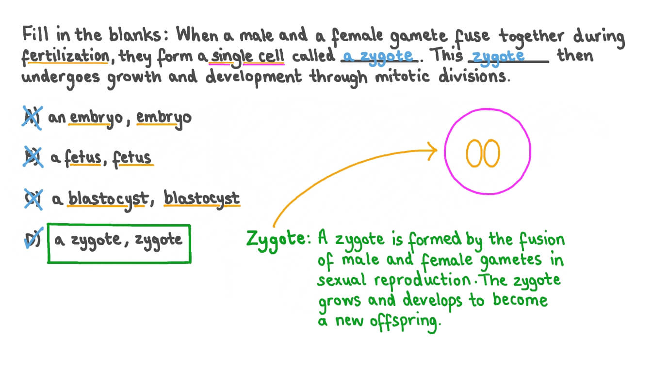 Identifying the Correct Order of the Stages of Development after Fertilization