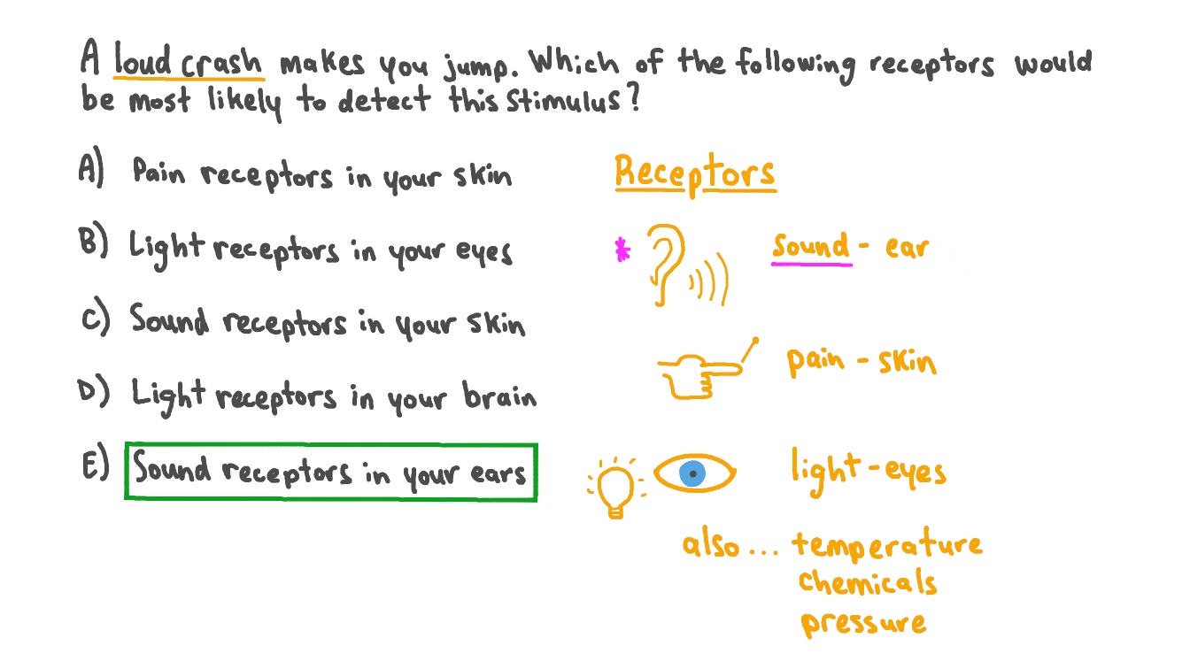 Question Video Identifying the Receptor That Is Most Likely to Detect