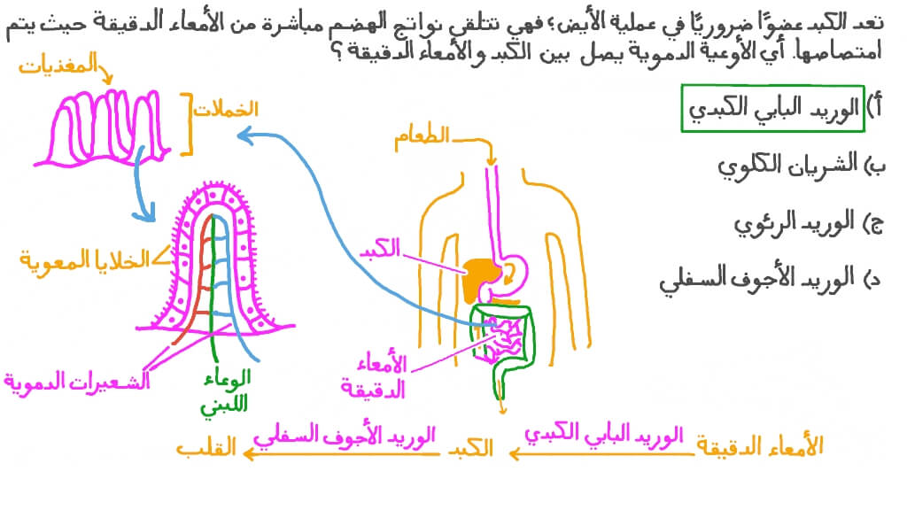 تحديد الوعاء الدموي الذي يصل بين الكبد والأمعاء الدقيقة