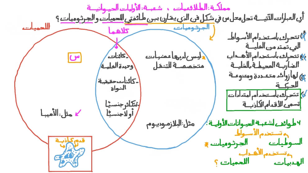 مقارنة خواص طوائف مملكة الطلائعيات