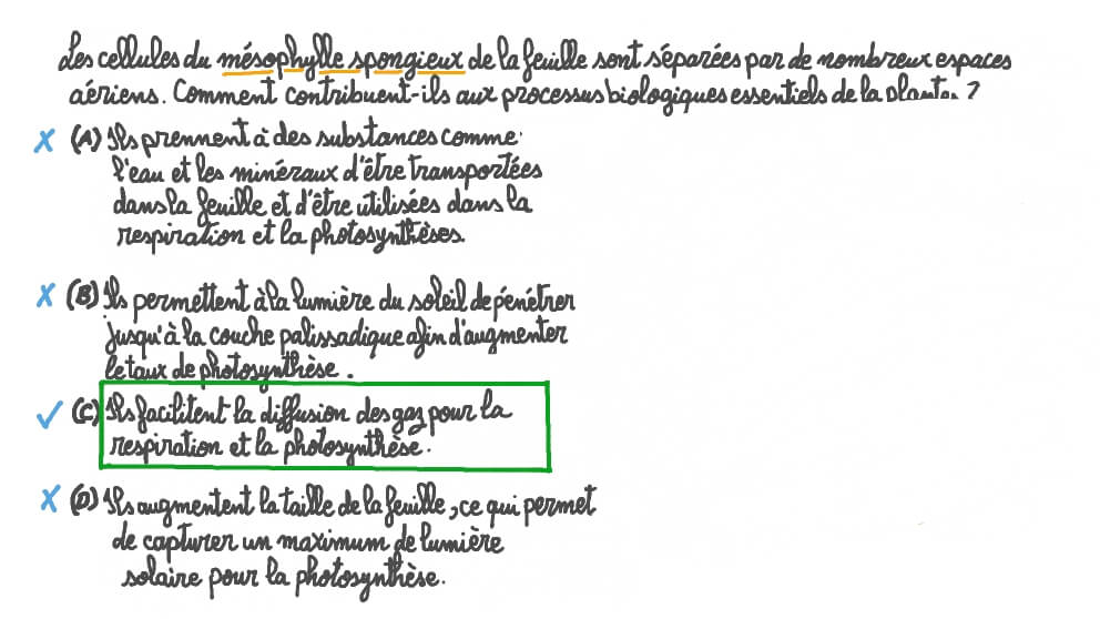 Décrire les bénéfices du mésophylle spongieux dans la feuille
