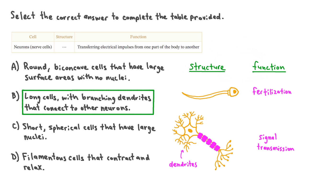 Question Video Describing the Structure of Nerve Cells Nagwa
