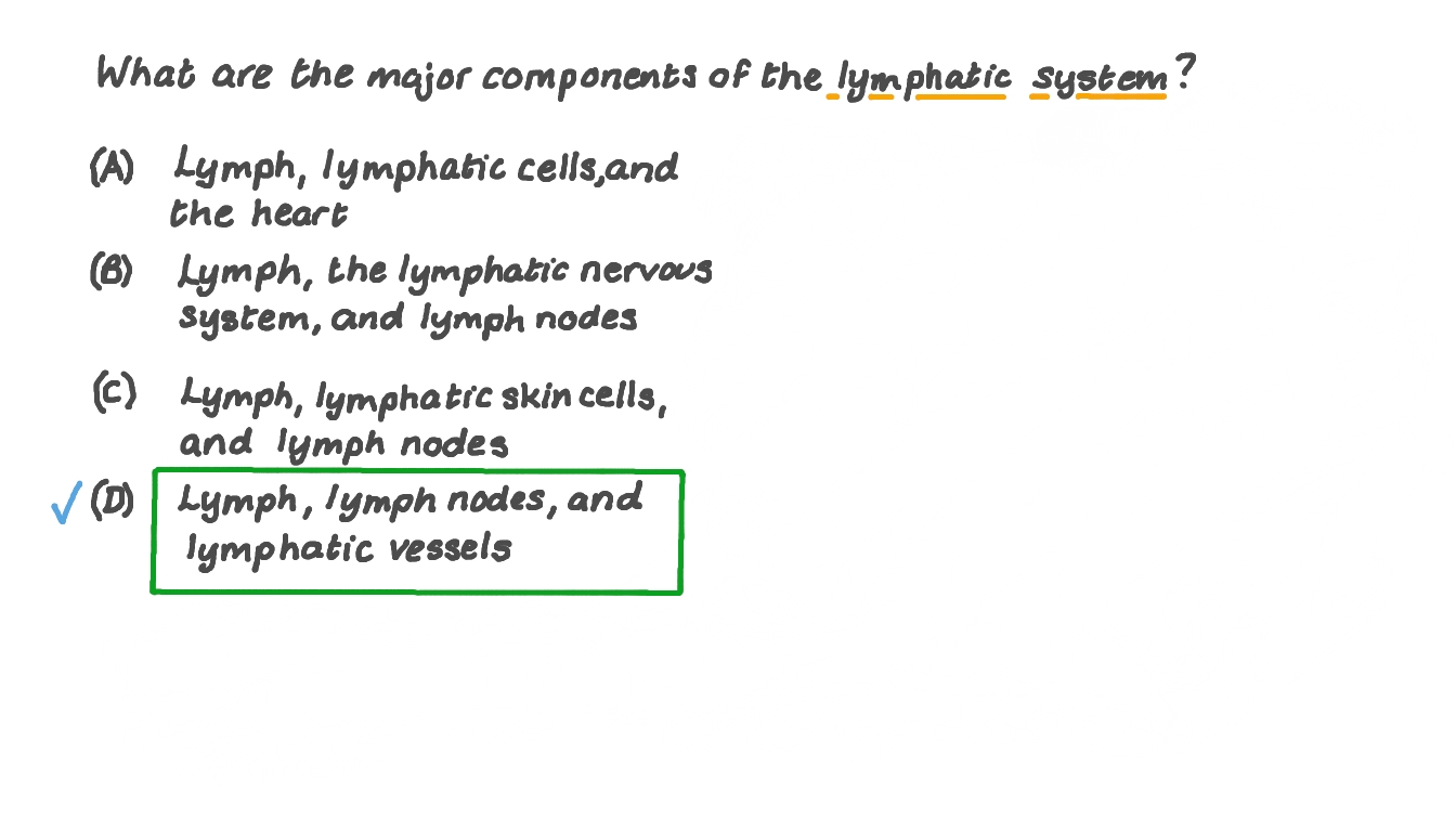 Recalling the Major Components of the Lymphatic System