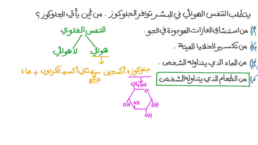 تحديد مصدر الجلوكوز اللازم للتنفس الهوائي