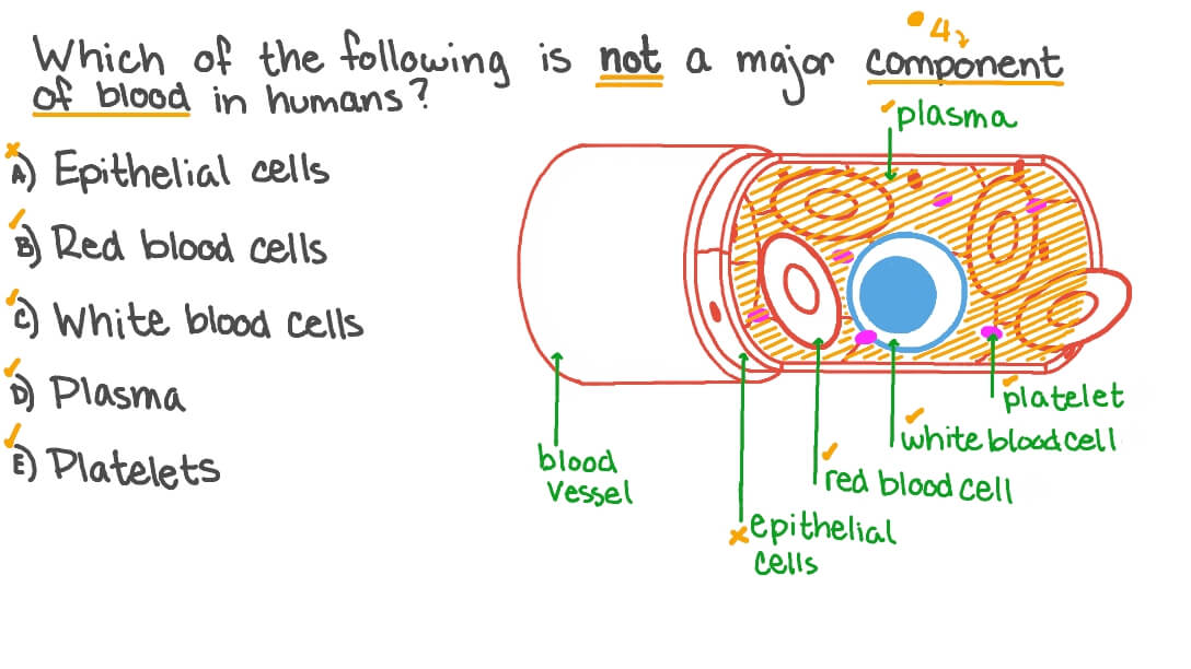 Question Video Recognizing The Major Components Of Blood In Humans Nagwa