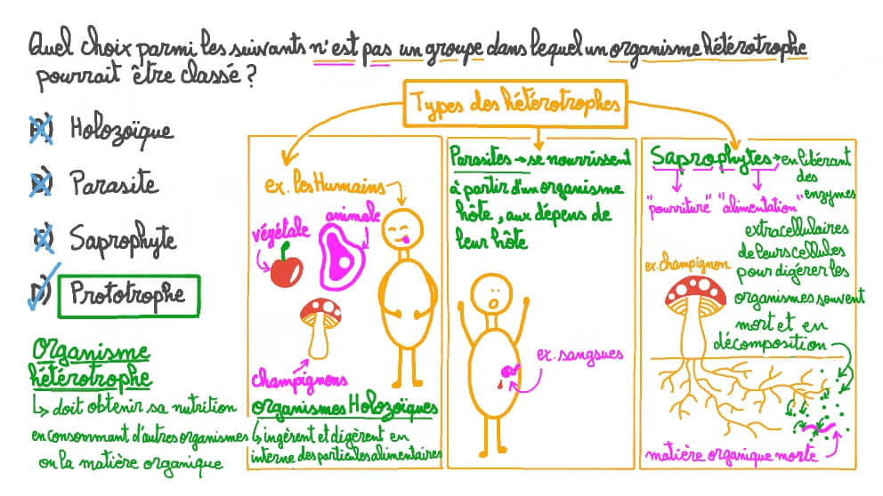 Rappeler les groupes d’organismes hétérotrophes