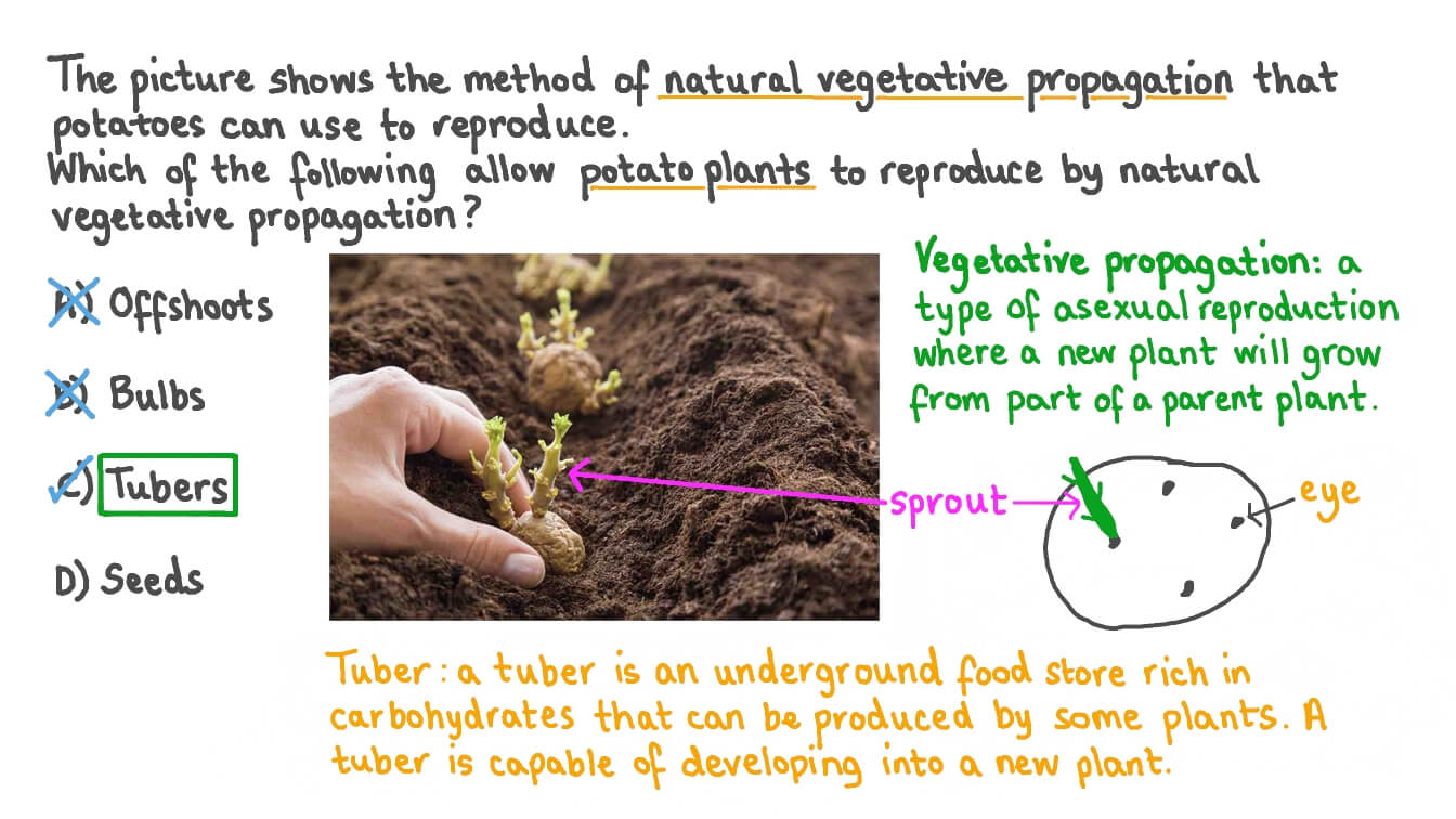 Question Video Recalling The Method Of Natural Vegetative Propagation 