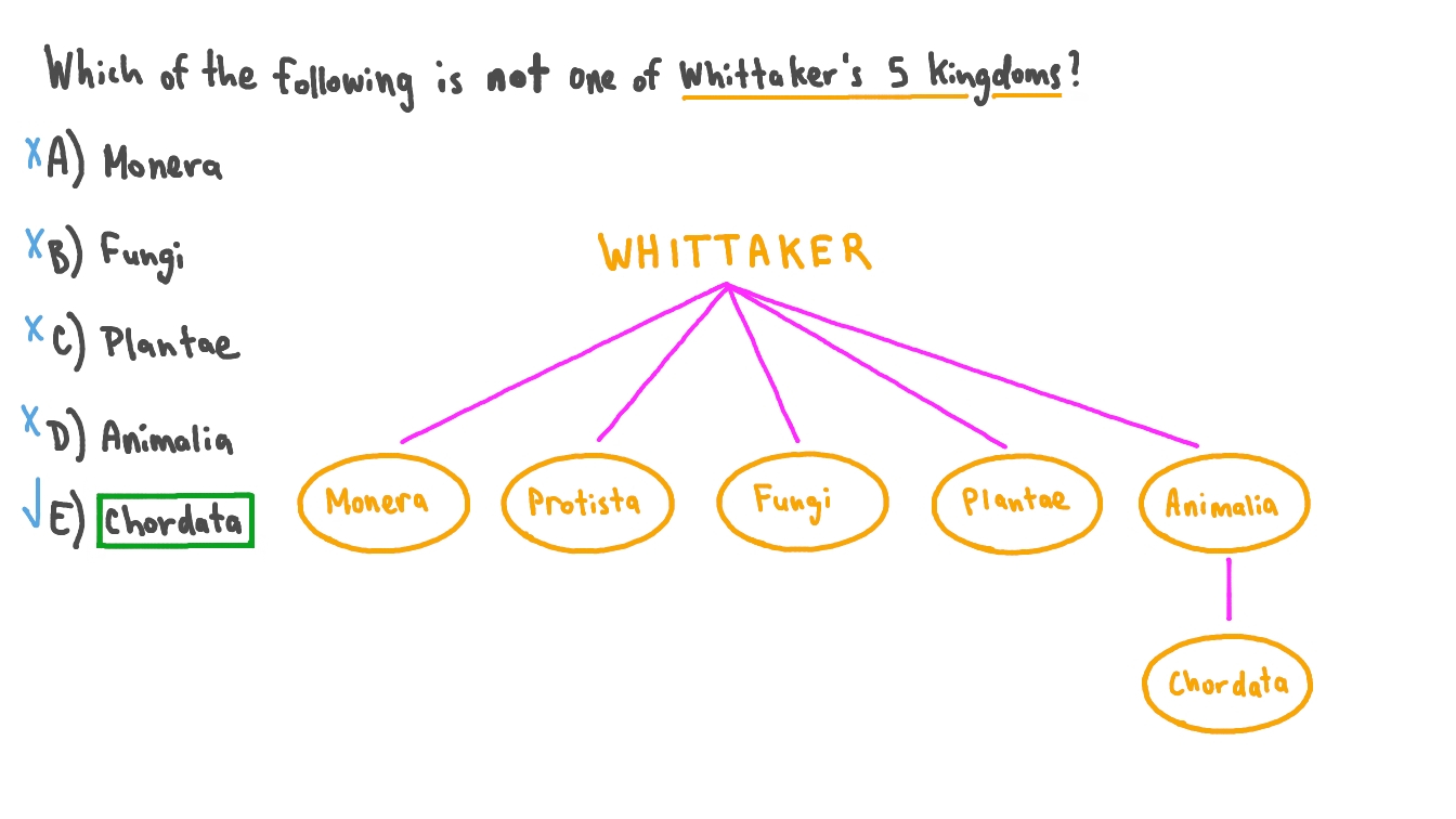 Identifying the Group That Is Not Part of Whittaker’s 5 Kingdoms