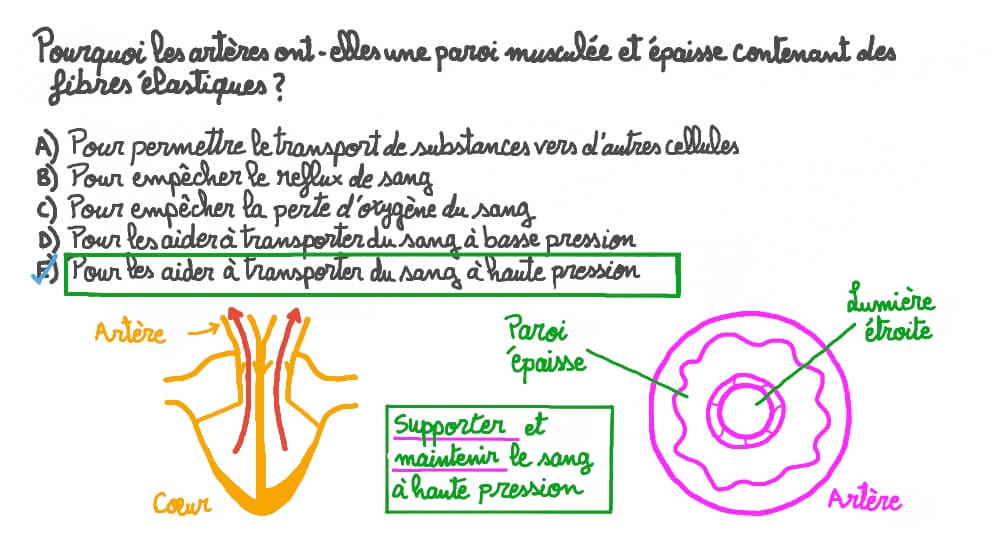 Faire le lien entre la structure et la fonction des artères