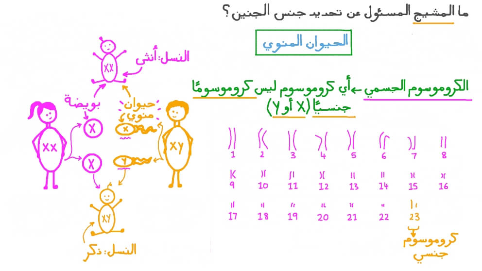 دراسة المشيج المسئول عن تحديد الجنس