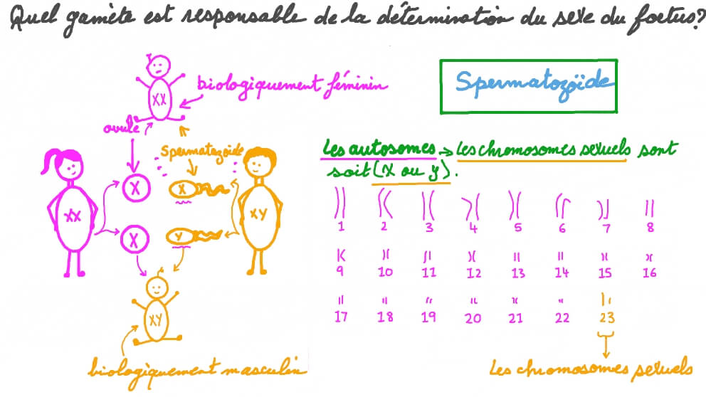 Etudier le gamète responsable de la détermination du sexe