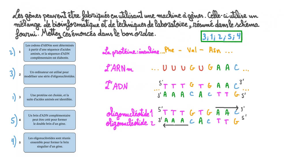 Mettre les étapes de la fabrication des gènes dans le bon ordre