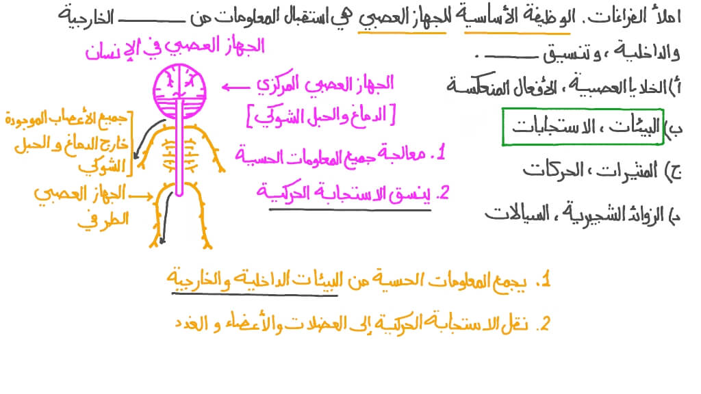وصف الوظيفة الأساسية للجهاز العصبي