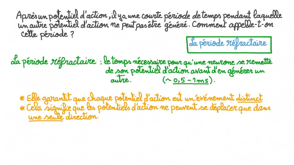 Décrire la période réfractaire