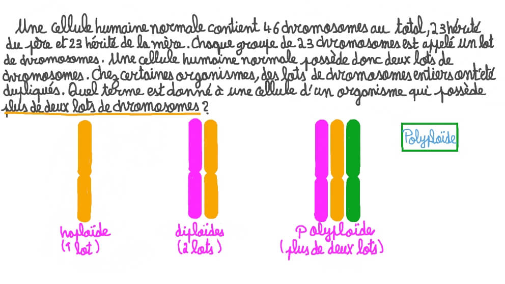 Décrire les cellules avec trois copies de chromosome ou plus